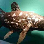 Coelacanth